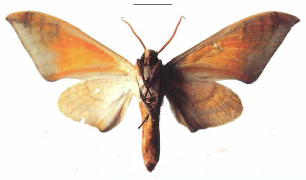 /filer/webapps/moths/media/images/T/tomensis_Pseudoclanis_AM_EMEMb.jpg