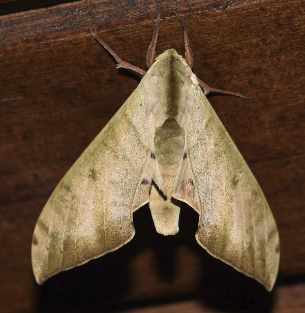 /filer/webapps/moths/media/images/T/tomensis_Pseudoclanis_AM_Klimsa.jpg