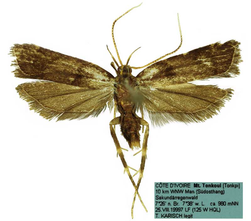 /filer/webapps/moths/media/images/T/tonkpiensis_Thubdora_HT_SDEI.jpg