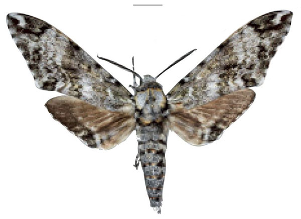 /filer/webapps/moths/media/images/T/torbenlarseni_Covelliana_HT_SMCR.jpg