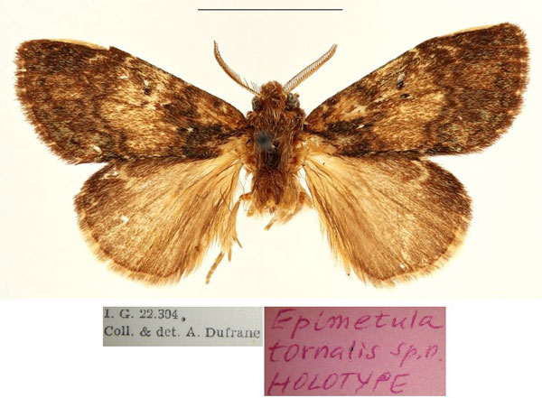 /filer/webapps/moths/media/images/T/tornalis_Epimetula_HT_RBINSa.jpg