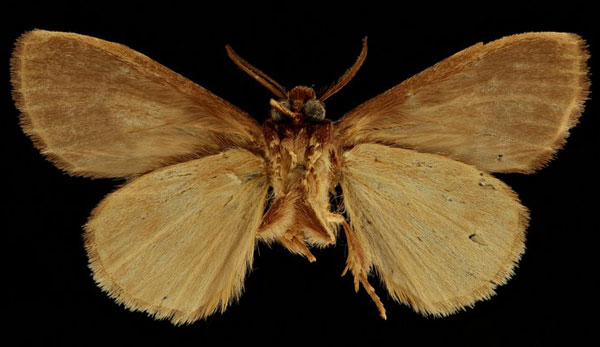 /filer/webapps/moths/media/images/T/tornalis_Epimetula_HT_RBINSb.jpg