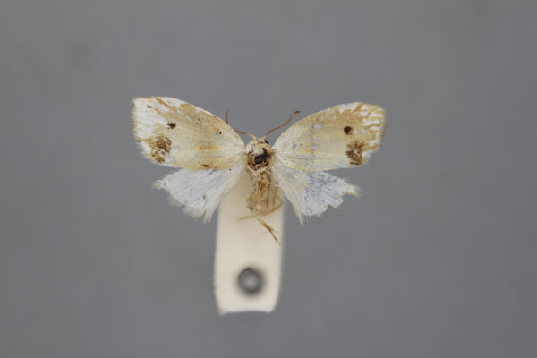 /filer/webapps/moths/media/images/T/tornalis_Nola_HT_BMNH.jpg