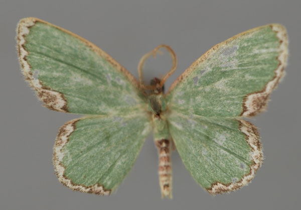 /filer/webapps/moths/media/images/T/tornata_Heterorachis_A_ZSM_01.jpg