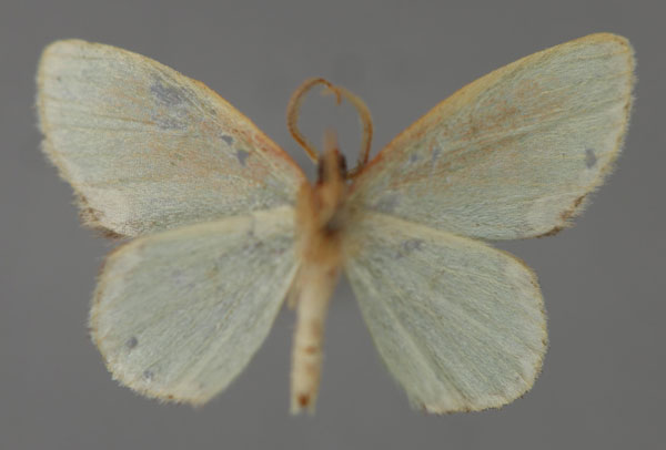 /filer/webapps/moths/media/images/T/tornata_Heterorachis_A_ZSM_02.jpg