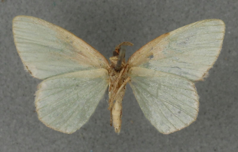 /filer/webapps/moths/media/images/T/tornata_Heterorachis_HT_BMNHb.jpg