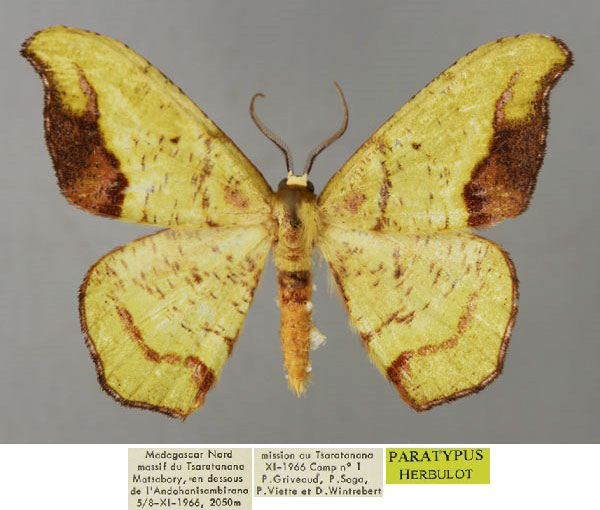 /filer/webapps/moths/media/images/T/tornifusca_Hypocoela_PT_ZSM_01.jpg