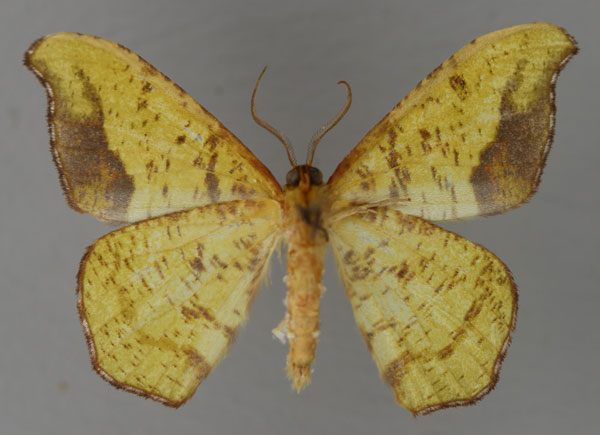 /filer/webapps/moths/media/images/T/tornifusca_Hypocoela_PT_ZSM_02.jpg