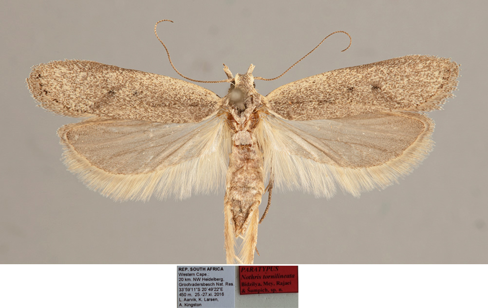 /filer/webapps/moths/media/images/T/tornilineata_Nothris_FPT_NHMO.jpg