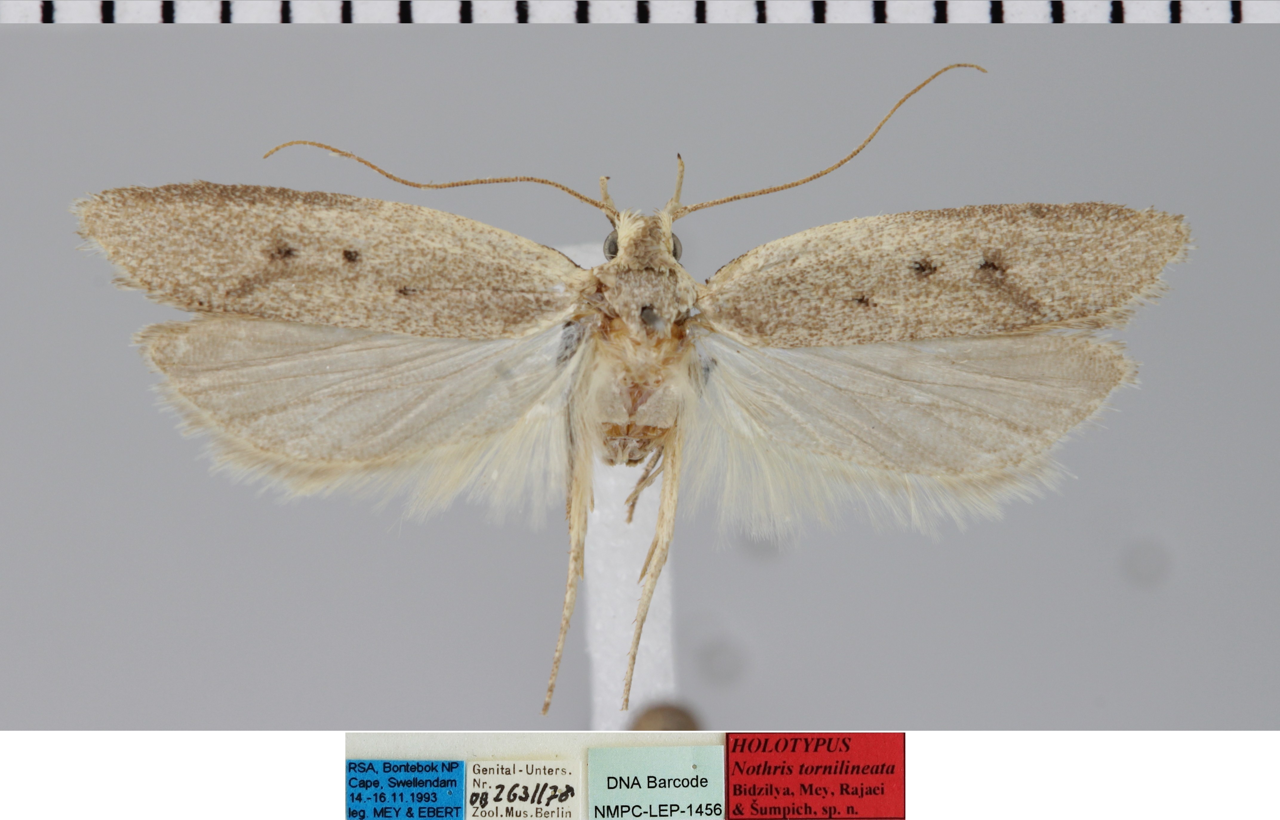 /filer/webapps/moths/media/images/T/tornilineata_Nothris_MHT_MfN.jpg