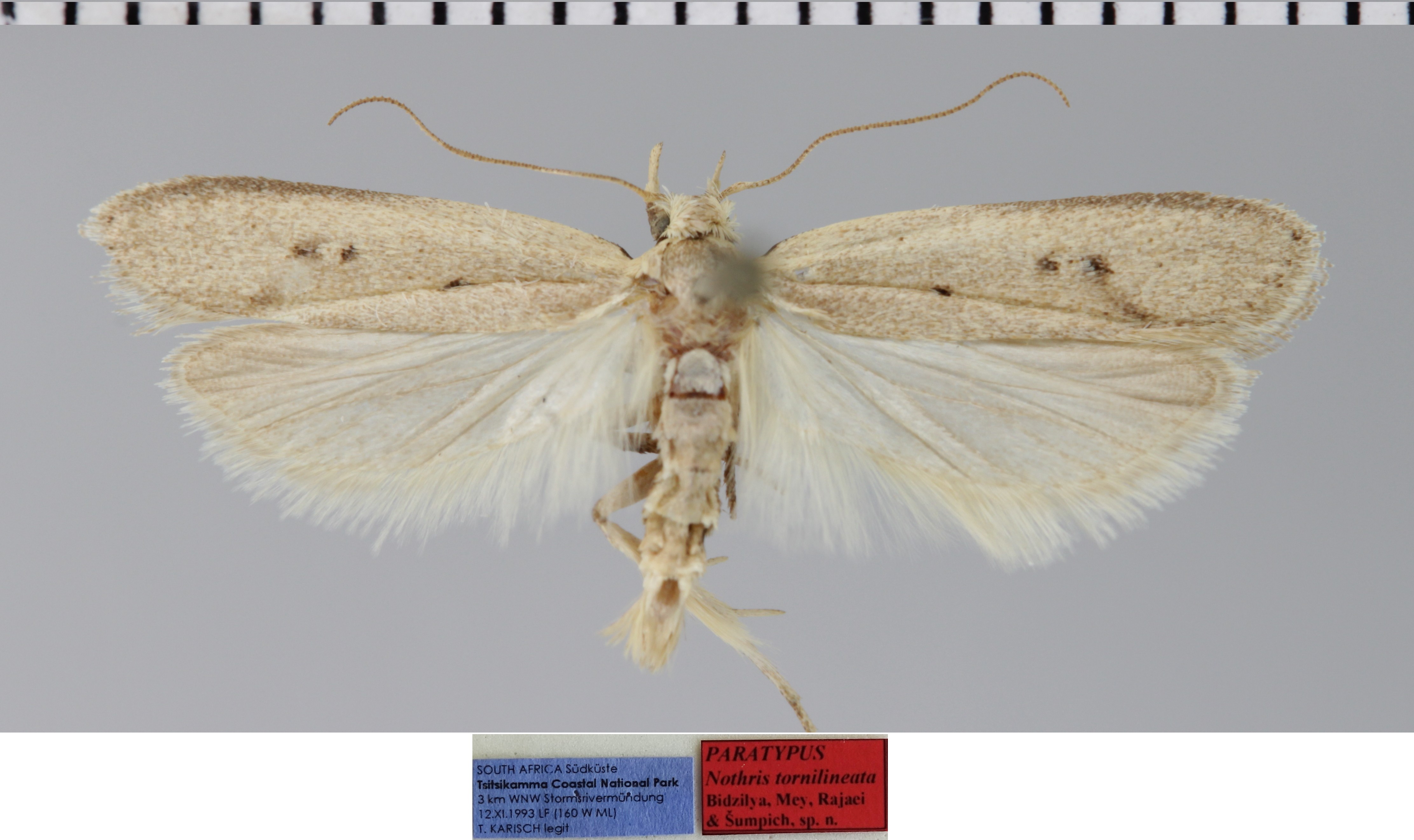 /filer/webapps/moths/media/images/T/tornilineata_Nothris_MPT_MfN.jpg
