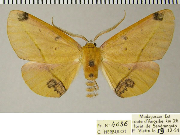 /filer/webapps/moths/media/images/T/tornimacula_Drepanogynis_AM_ZSMa.jpg