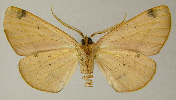 /filer/webapps/moths/media/images/T/tornimacula_Drepanogynis_AM_ZSMb.jpg