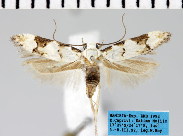 /filer/webapps/moths/media/images/T/tornimacula_Pseudotelphusa_AM_ZMHB.jpg