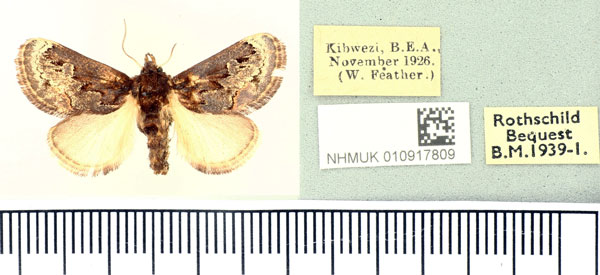 /filer/webapps/moths/media/images/T/torniplaga_Scotinochroa_AM_BMNH_02.jpg