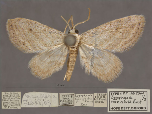 /filer/webapps/moths/media/images/T/tornisecta_Scopula_HTM_OUMNHa_01.jpg