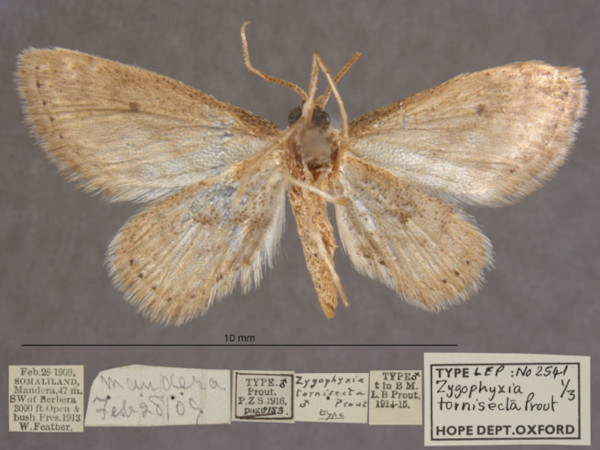 /filer/webapps/moths/media/images/T/tornisecta_Scopula_HTM_OUMNHb_01.jpg