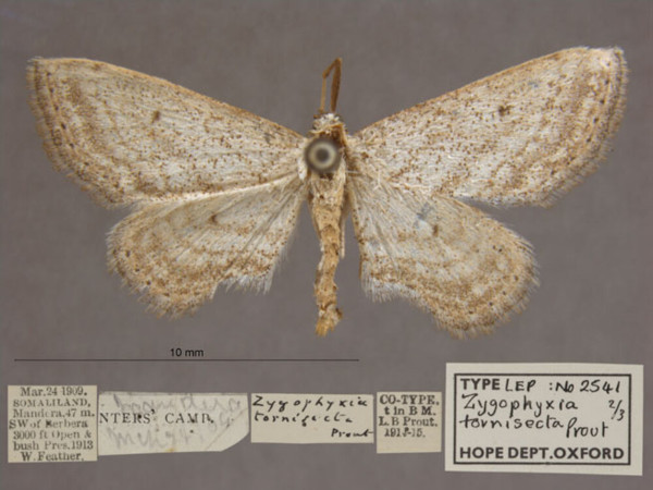 /filer/webapps/moths/media/images/T/tornisecta_Scopula_PTF_OUMNHa_02.jpg