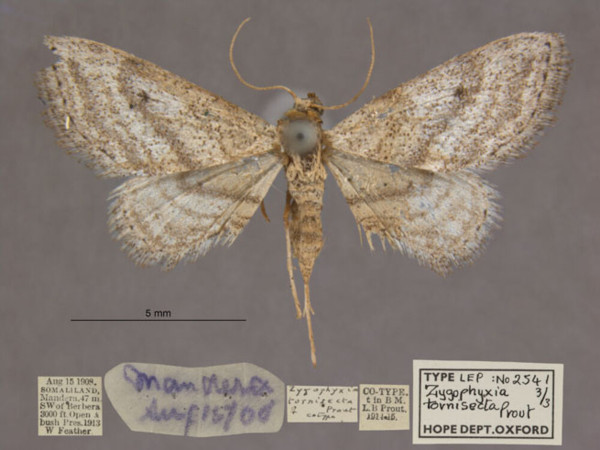/filer/webapps/moths/media/images/T/tornisecta_Scopula_PTF_OUMNHa_03.jpg