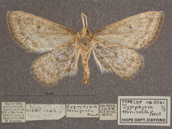 /filer/webapps/moths/media/images/T/tornisecta_Scopula_PTF_OUMNHb_02.jpg