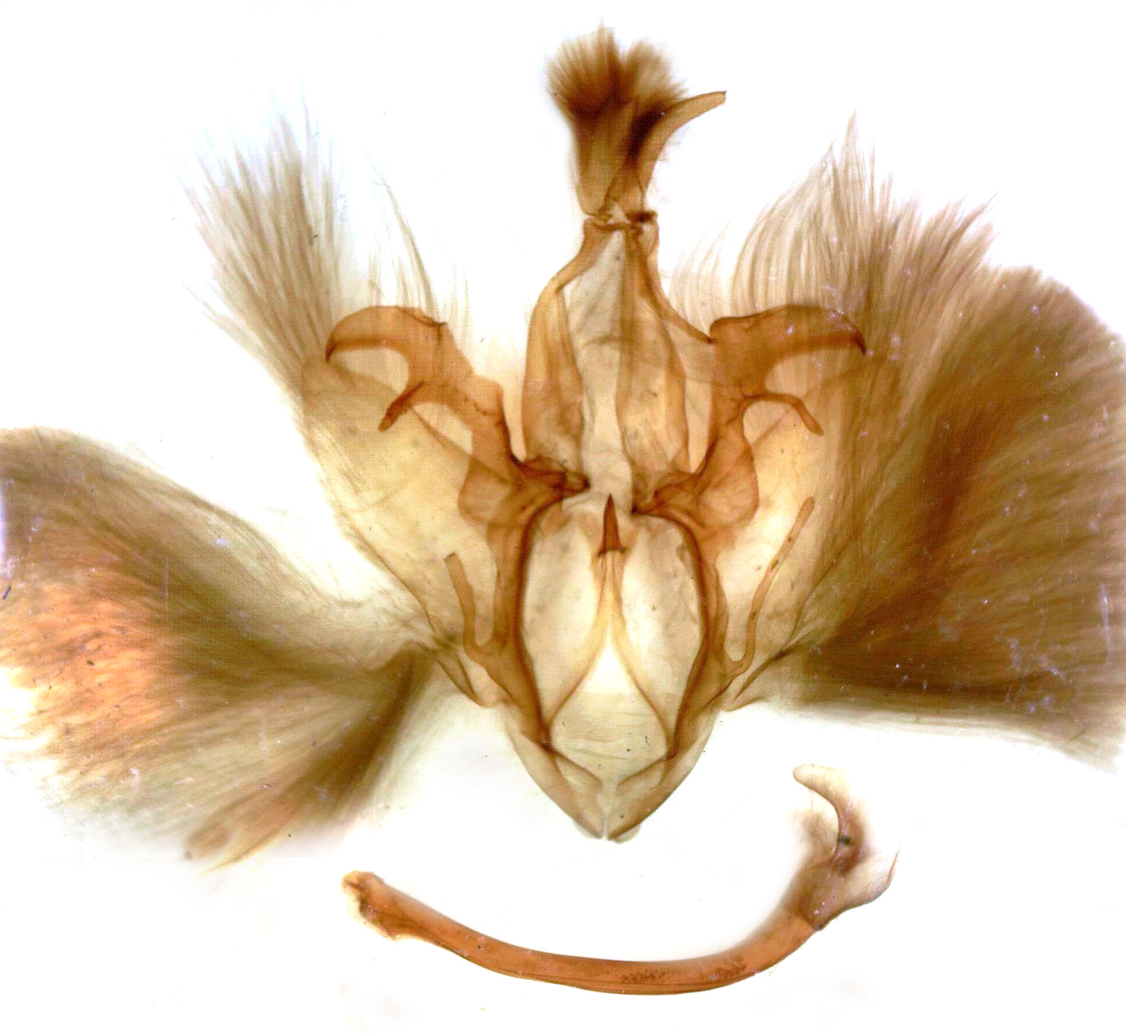/filer/webapps/moths/media/images/T/tornistigma_Achaea_GM_MSNM_Berio678.jpg