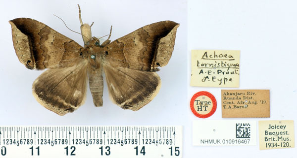 /filer/webapps/moths/media/images/T/tornistigma_Achaea_HT_BMNH.jpg