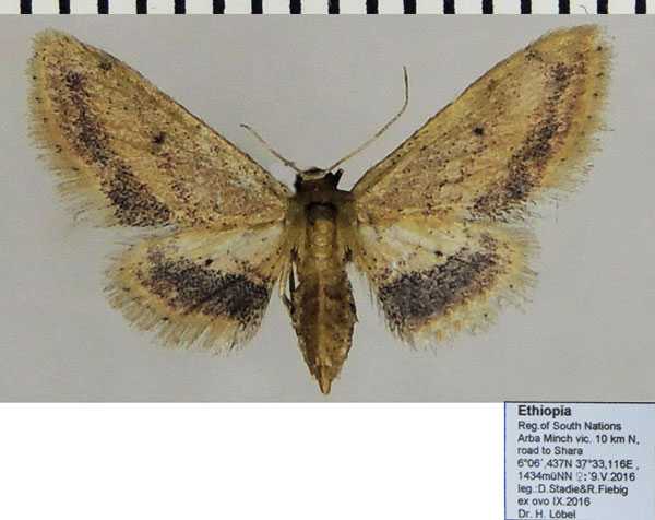 /filer/webapps/moths/media/images/T/tornivestis_Idaea_AF_ZSM.jpg