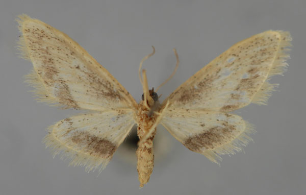 /filer/webapps/moths/media/images/T/tornivestis_Idaea_A_ZSM_02.jpg