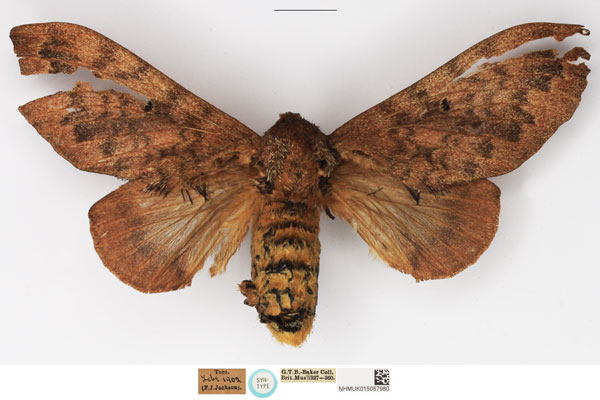 /filer/webapps/moths/media/images/T/toroensis_Gastroplakaeis_STF_NHMUK.jpg