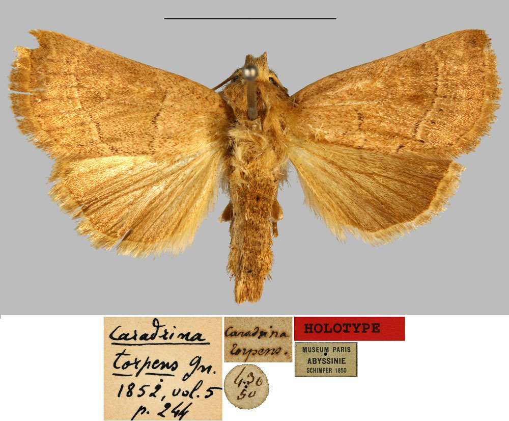 /filer/webapps/moths/media/images/T/torpens_Caradrina_HT_MNHN.jpg