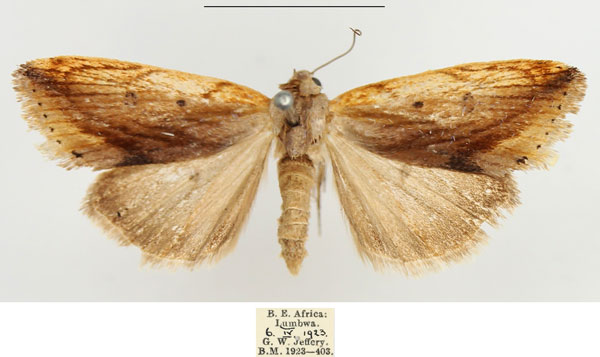 /filer/webapps/moths/media/images/T/torrefacta_Acontia_AF_BMNH.jpg