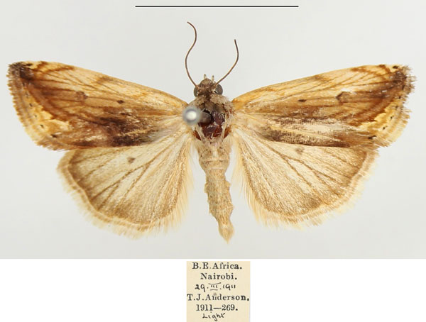 /filer/webapps/moths/media/images/T/torrefacta_Acontia_AM_BMNH.jpg