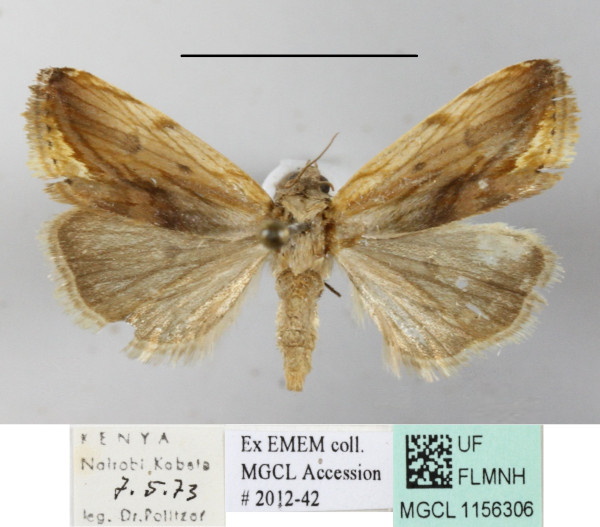 /filer/webapps/moths/media/images/T/torrefacta_Emmelia_A_MGCLa_01.JPG
