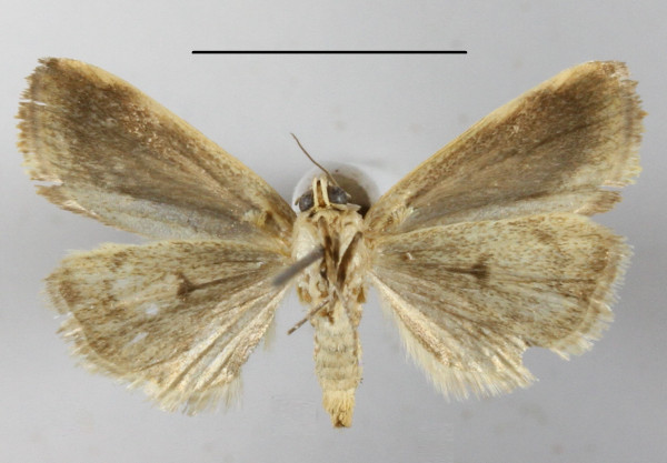 /filer/webapps/moths/media/images/T/torrefacta_Emmelia_A_MGCLb_01.JPG