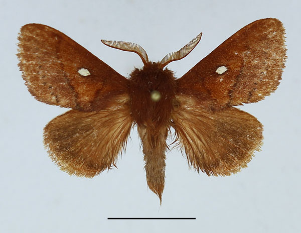 /filer/webapps/moths/media/images/T/torrefacta_Malacostola_AM_Basquin.jpg