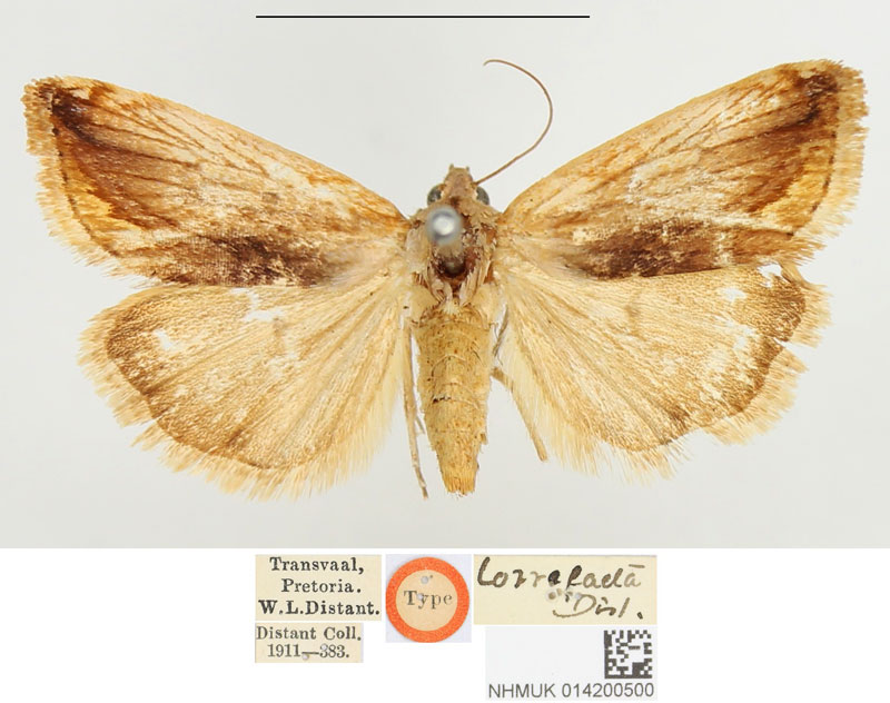 /filer/webapps/moths/media/images/T/torrefacta_Tarache_HT_BMNH.jpg