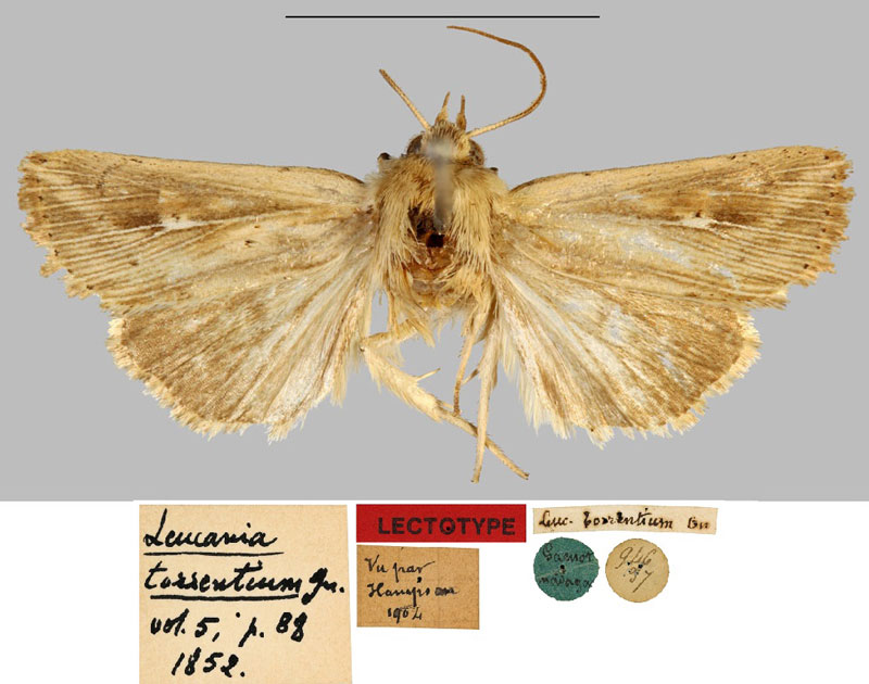 /filer/webapps/moths/media/images/T/torrentium_Leucania_LT_MNHN.jpg