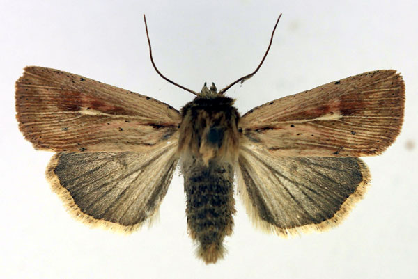 /filer/webapps/moths/media/images/T/torrentium_Vietteania_AF_Aulombard.jpg