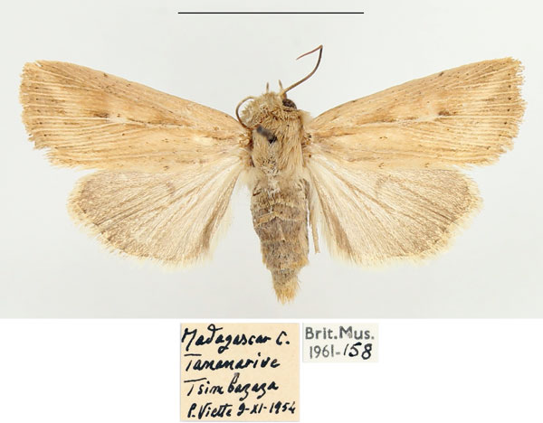 /filer/webapps/moths/media/images/T/torrentium_Vietteania_AF_BMNH.jpg