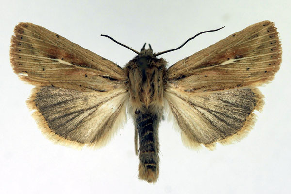 /filer/webapps/moths/media/images/T/torrentium_Vietteania_AM_Aulombard.jpg