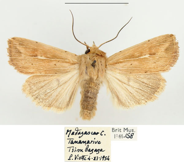 /filer/webapps/moths/media/images/T/torrentium_Vietteania_AM_BMNH_01.jpg