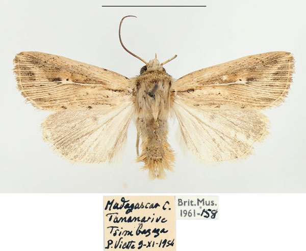 /filer/webapps/moths/media/images/T/torrentium_Vietteania_AM_BMNH_02.jpg
