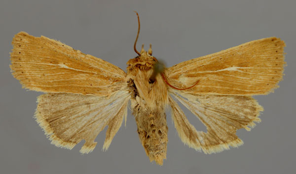 /filer/webapps/moths/media/images/T/torrentium_Vietteania_A_RMCA_01.jpg