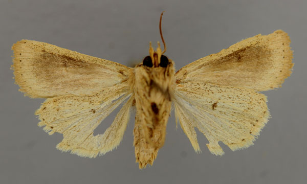 /filer/webapps/moths/media/images/T/torrentium_Vietteania_A_RMCA_02.jpg