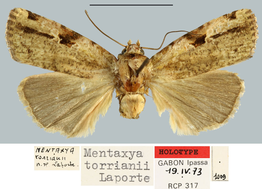 /filer/webapps/moths/media/images/T/torrianii_Mentaxya_HT_MNHN.jpg