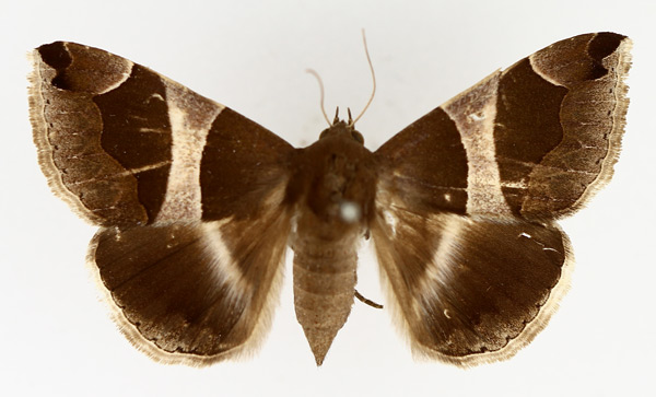 /filer/webapps/moths/media/images/T/torrida_Dysgonia_AF_TMSA_01.jpg