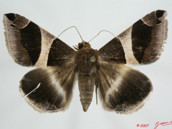 /filer/webapps/moths/media/images/T/torrida_Dysgonia_A_Albert.jpg