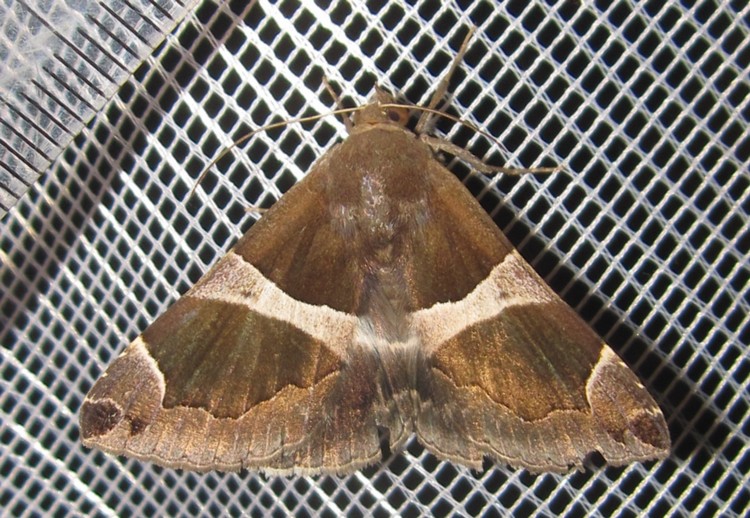/filer/webapps/moths/media/images/T/torrida_Dysgonia_A_Bippus_01.jpg