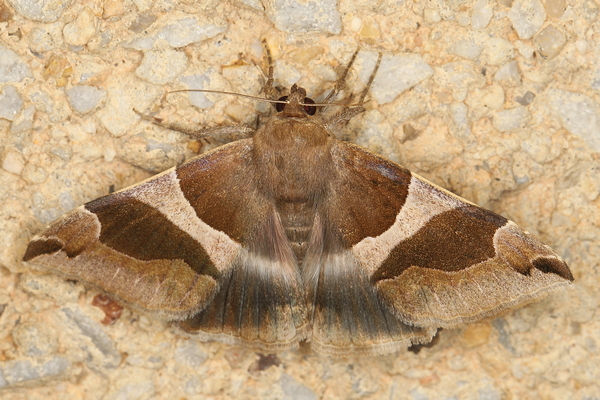 /filer/webapps/moths/media/images/T/torrida_Dysgonia_A_Heyns_01.JPG