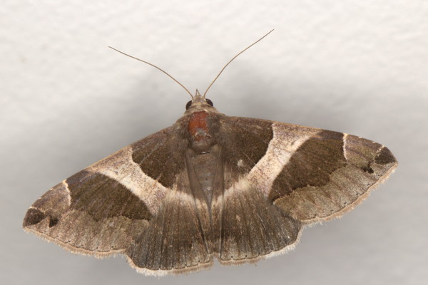 /filer/webapps/moths/media/images/T/torrida_Dysgonia_A_Heyns_02.jpg